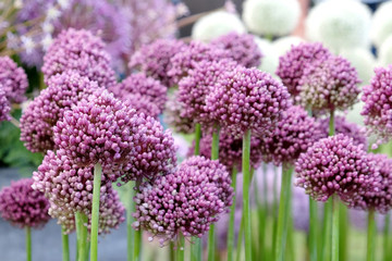 Allium ampeloprasum in flower during early summer