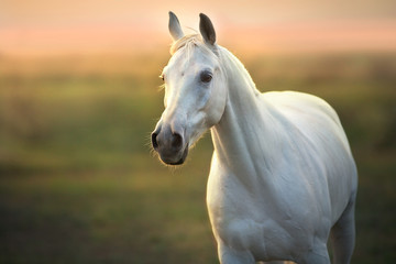 White horse run gallop against sunset sky