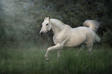 Naklejka na ściany i meble white arabian horse