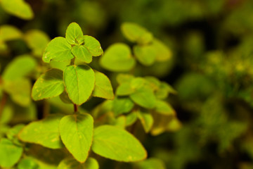 Fototapeta na wymiar Green oregano plant growing