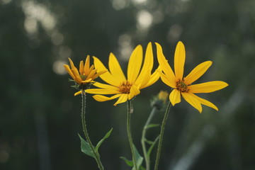 закат, цветы