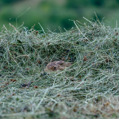 the head of a  wild rabbit hidden in the hay
