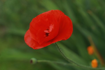 закат, цветы