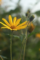 закат, цветы