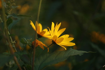 закат, цветы