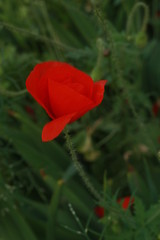 закат, цветы