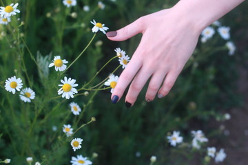 закат, цветы