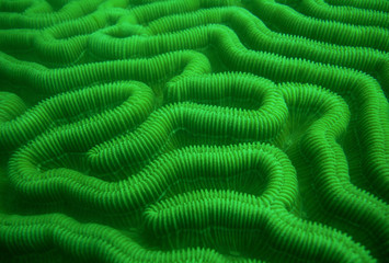 underwater coral reef caribbean sea Venezuela