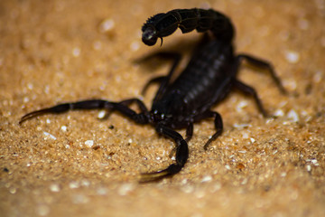 black scorpion on the sand