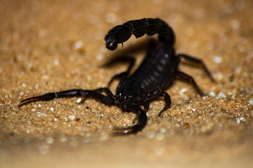black scorpion on the sand