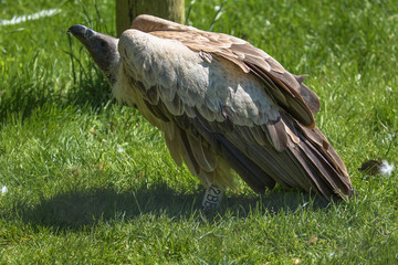 Hooded Vulture in the grass