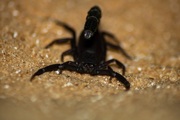 black scorpion on the sand