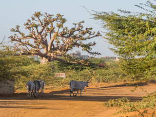 Silhouette of baobab