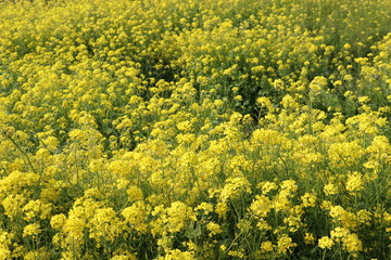 Rapeseed field, Blooming canola flowers
