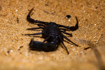 black scorpion on the sand