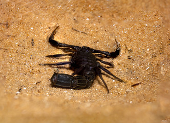 black scorpion on the sand