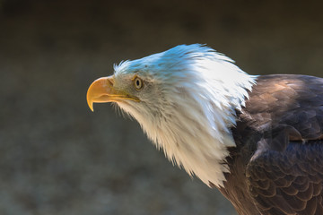 Closeup of an American Bald Eagle