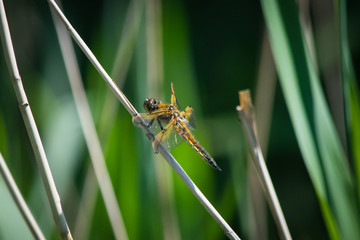 dragonfly on the grass