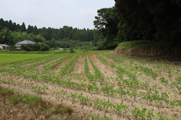 Fototapeta na wymiar 作物を植えた畑