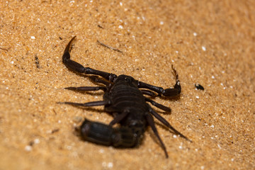 black scorpion on the sand