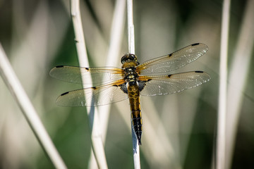 close up of dragonfly