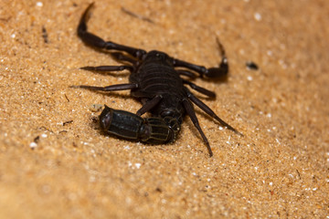 black scorpion on the sand