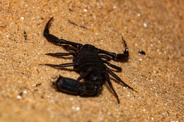 scorpion on black