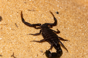 scorpion on the sand