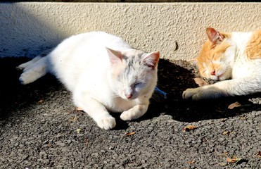 ねこ　昼寝中　白三毛　茶トラ