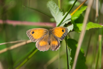 butterfly on leaf