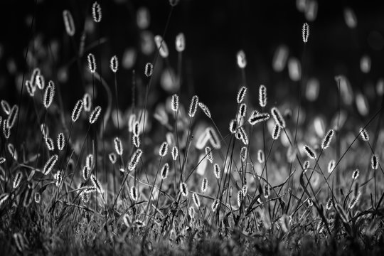 Just grass b/w