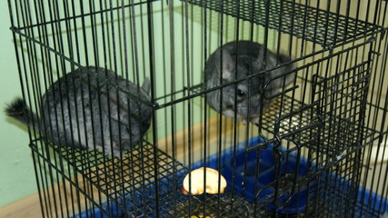marsupial chinchilla
