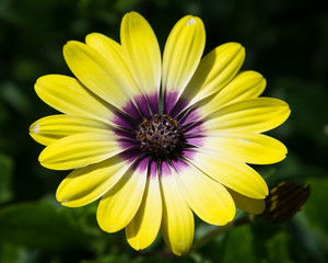 yellow flower