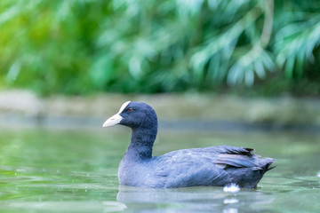 black duck in the water
