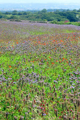 A field of Poppies, Crimson Clover and Phacelia, Derbyshire, England
