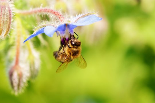 Honey Bee On A Borage Flower.