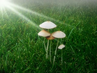 Sonnenstrahlen fallen auf eine Pilzwiese