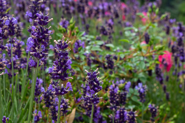 Naklejka premium Lavender Field in Brandenburg, Germany