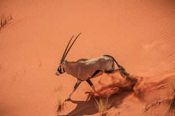 Oryx-Antilope in der Namib Wüste