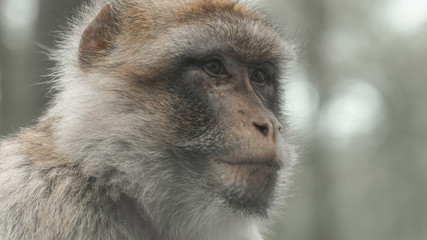 Close up shot of Barbary macaques