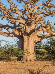 Zelfklevend Fotobehang Silhouette of baobab © Mirek