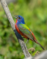 Painted Bunting