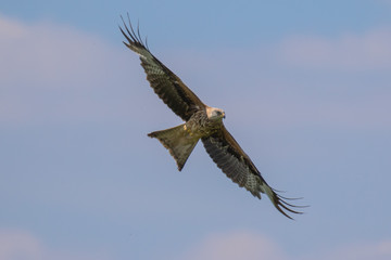 Black kite (latin name Milvus migrans) in flight