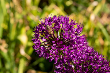 Blumen pink rosa sommer 
