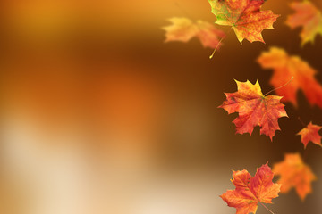 Naklejka na ściany i meble Autumn leaves. Fall colorful maple leaves. Season background