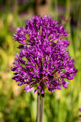 Fototapeta premium Blumen pink rosa sommer 