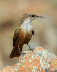 Canyon Wren