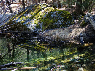 Large rock with moss in the woods