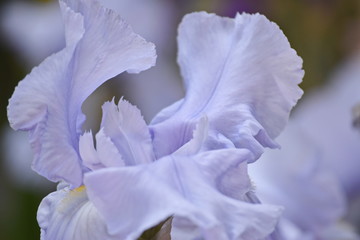 Fototapeta na wymiar Coeur d'iris