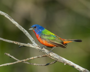 Painted Bunting